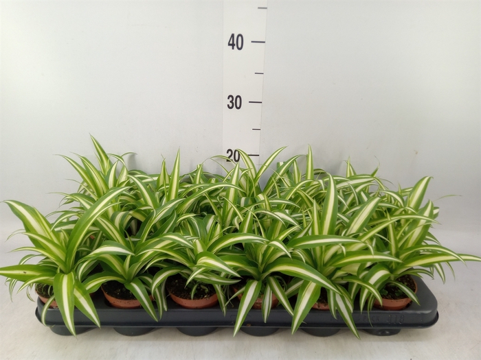 <h4>Chlorophytum com. 'Variegatum'</h4>