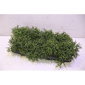 arr8 Rhipsalis Burchellii