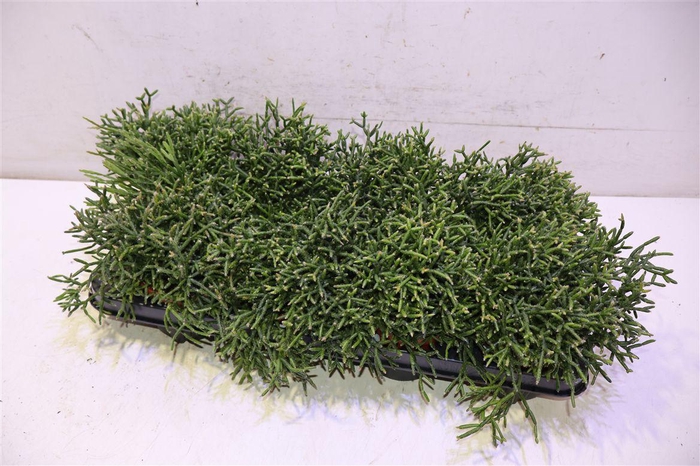 <h4>Rhipsalis Burchellii</h4>