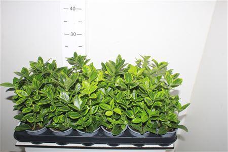 <h4>Euonymus Ja Aureomar</h4>