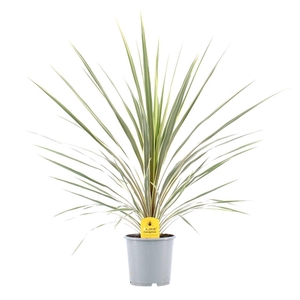 Cordyline Variegata