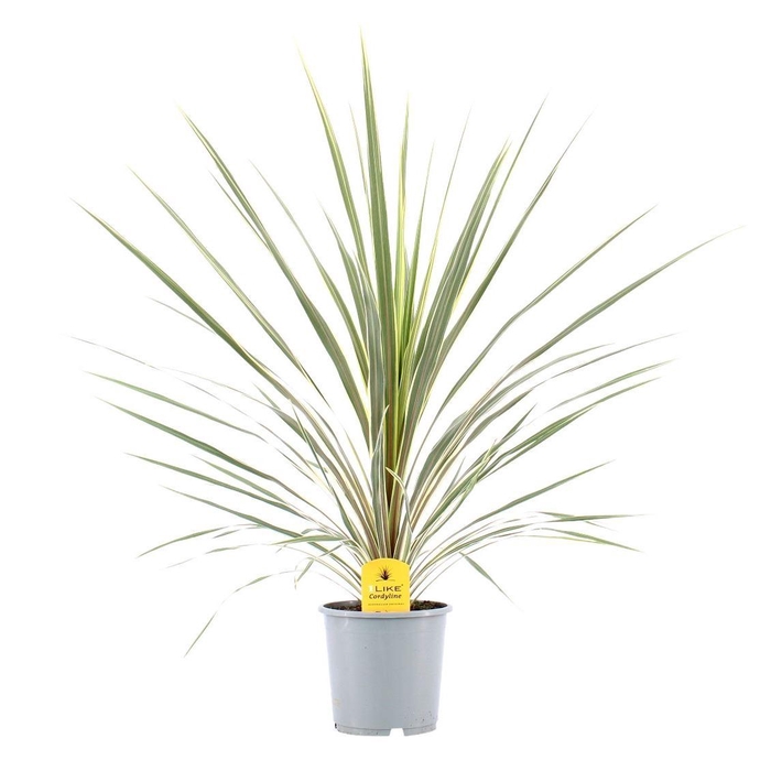 <h4>Cordyline Variegata</h4>
