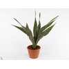 Sansevieria grandis