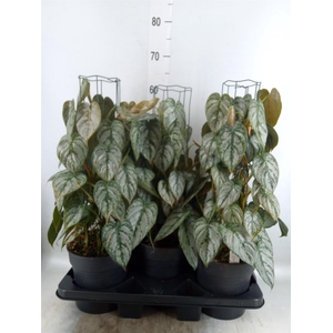 Philodendron brandtianum