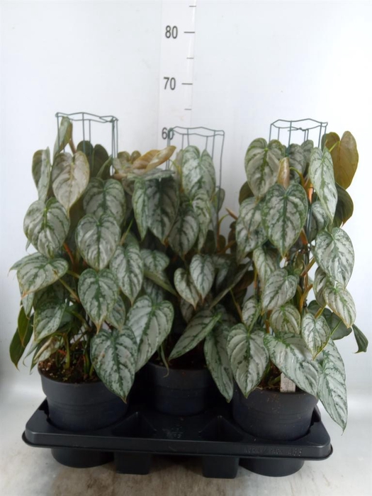 <h4>Philodendron brandtianum</h4>