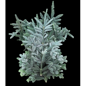 ABIES NOB BLAUW KILO