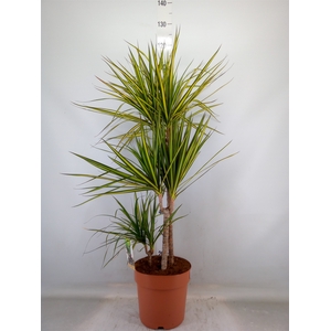 Dracaena marg. 'Sunray'