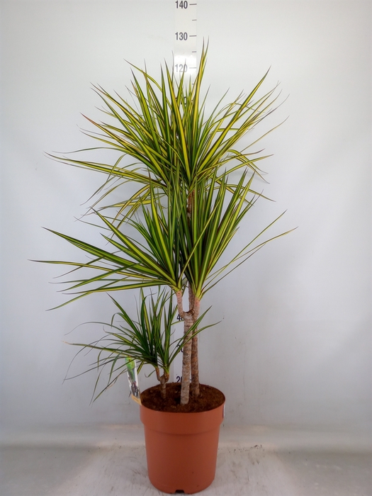 <h4>Dracaena marg. 'Sunray'</h4>