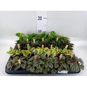 Peperomia   ...mix