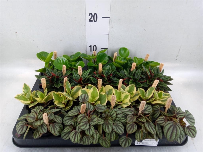 <h4>Peperomia   ...mix</h4>