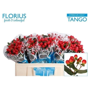 HYPER COCO TANGO