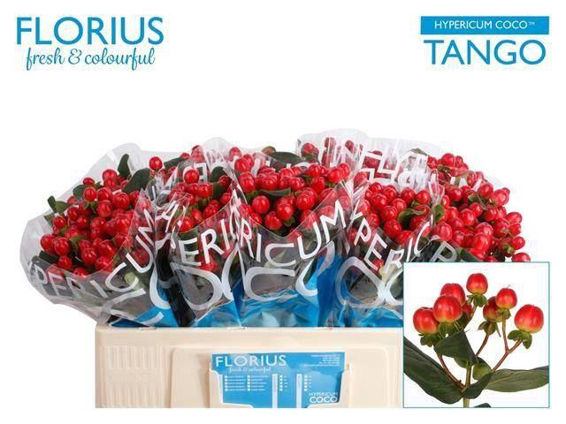 <h4>HYPER COCO TANGO HYP COCO TANGO</h4>