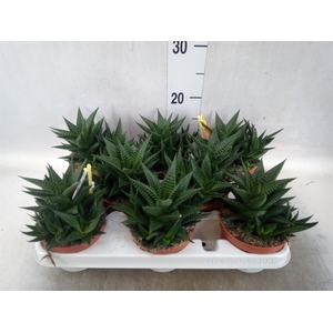 Haworthia limifolia