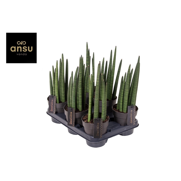 <h4>Sansevieria Mohawk P12</h4>