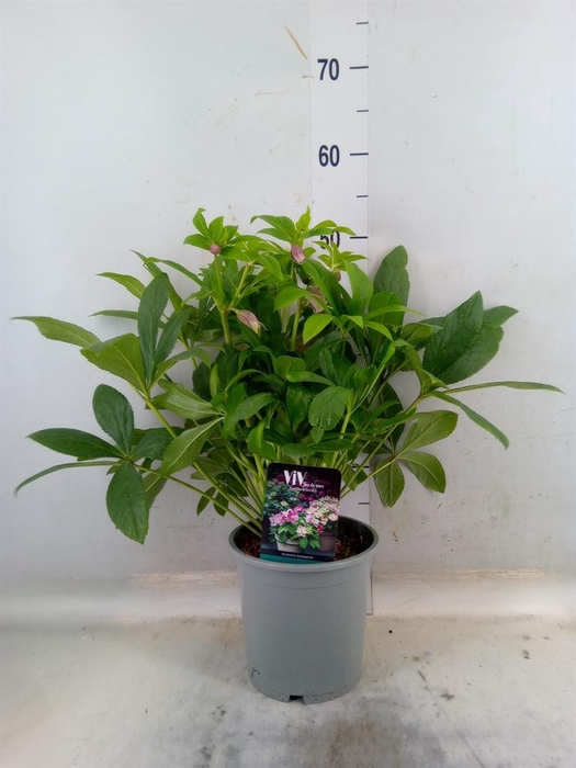 <h4>Helleborus   ...</h4>