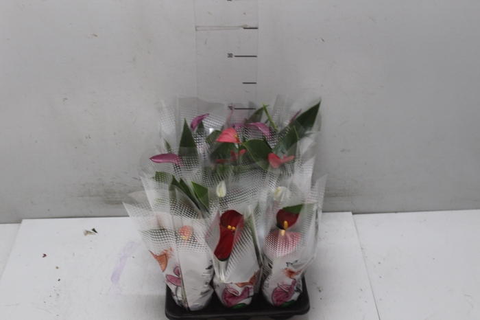 <h4>ANTHURIUM VARIADO P06</h4>