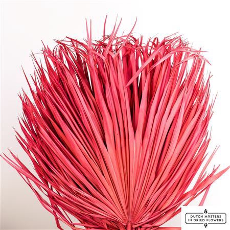 <h4>Dried Chamaerops (10tk) Cerise Bunch</h4>