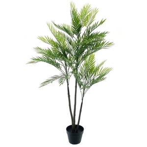 Areca palm Aruba in pot gr 140cm