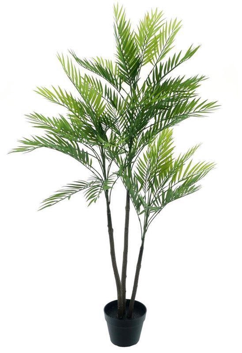 <h4>Areca palm Aruba in pot gr 140cm</h4>