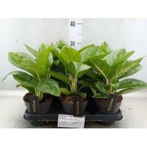 Aglaonema  'Lemon Mint'