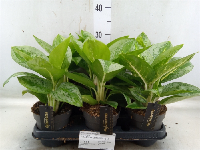 <h4>Aglaonema  'Lemon Mint'</h4>