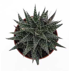 Aloe Overig mini Pepe, AL5015