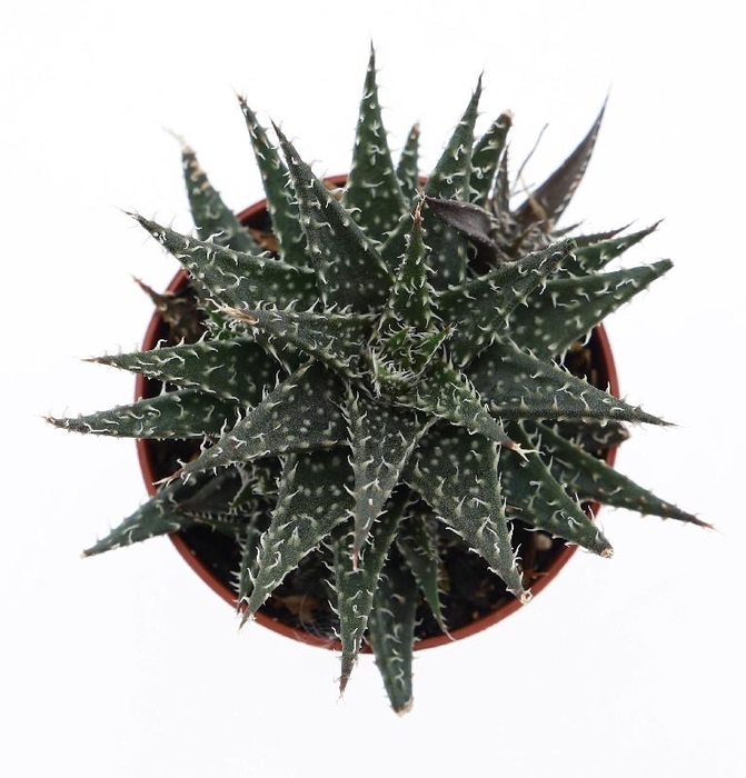 <h4>Aloe Overig mini Pepe, AL5015</h4>