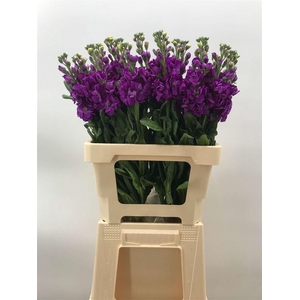 MATTHIOLA IRON PURPLE