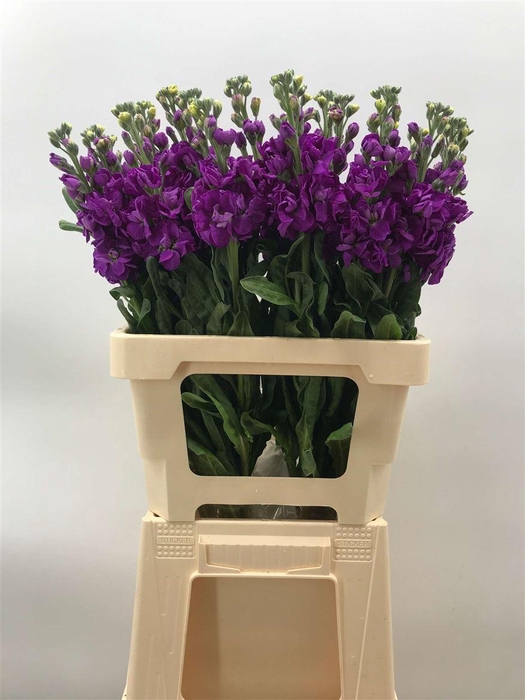 <h4>MATTHIOLA IRON PURPLE</h4>