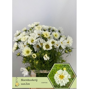 COSMOS BIPINNATUS