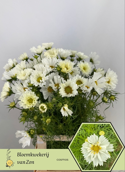 <h4>COSMOS BIPINNATUS</h4>