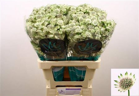 <h4>Astr Billion Sta Xl 60cm</h4>