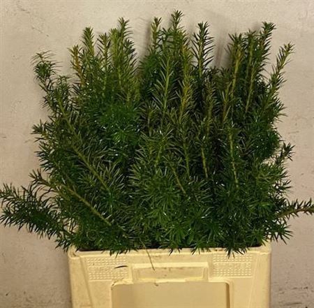 <h4>DEC Taxus B Fas Aurea</h4>