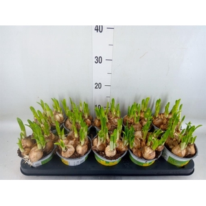 Narcissus DU 'Tete Boucle'