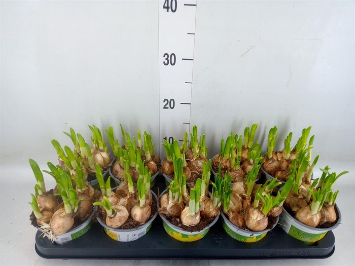 <h4>Narcissus DU 'Tete Boucle'</h4>