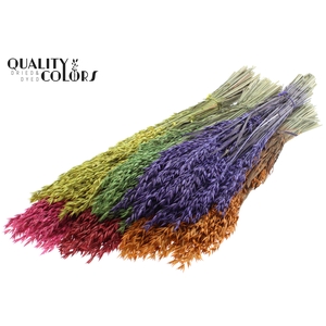 Avena per bunch Mixed Colours