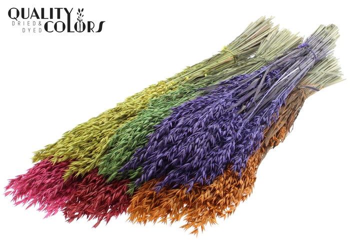 <h4>Avena per bunch Mixed Colours</h4>