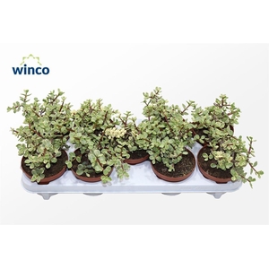 Crassula Afra Variegata