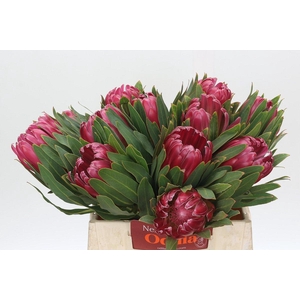Protea Brenda