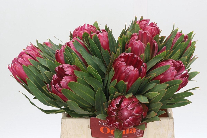 <h4>Protea Brenda</h4>