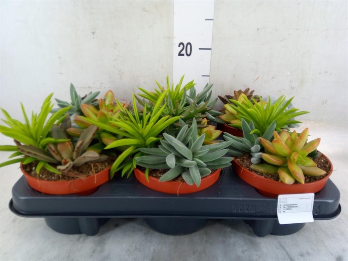 <h4>Succulents   ...</h4>