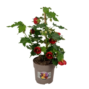 Abutilon P15 Rood