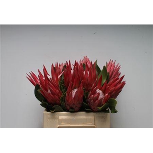 Protea Cynaroides Madiba