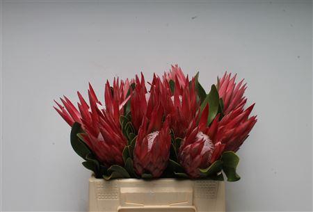 <h4>Protea Cynaroides Madiba</h4>