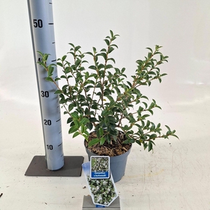 Osmanthus burkwoodii