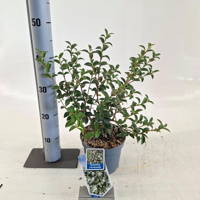 <h4>Osmanthus burkwoodii</h4>