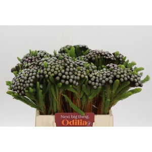 Kaaps Groen Albiflora