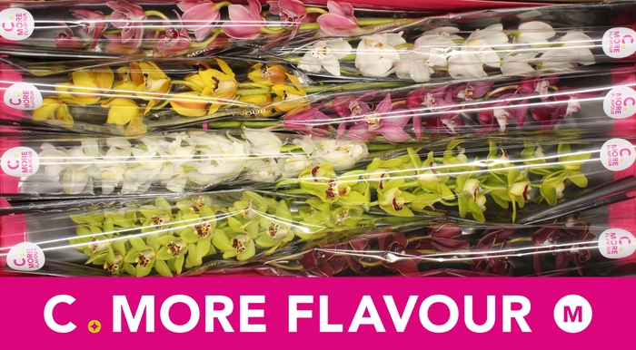 <h4>CYMB MI GEM</h4>