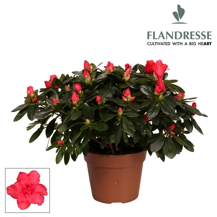 <h4>Azalea Flandresse® 'rood' 30 - 32 cm</h4>