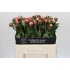 Paeonia Sarah Bernhardt